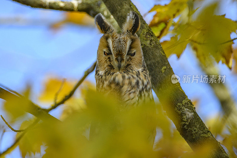 秋天的一天，长耳猫头鹰(Asio otus)高高地坐在有黄色叶子的树上。